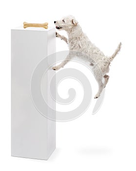 Parson Russell terrier jumping at a bone