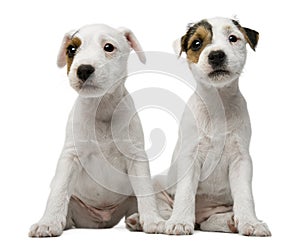 Parson Russell Terrier puppies sitting photo