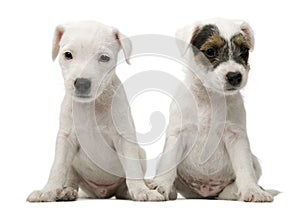 Parson Russell Terrier puppies sitting photo