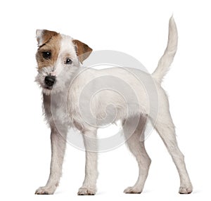 Parson Russell Terrier puppy, 6 months old