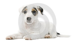 Parson Russell Terrier puppy lying