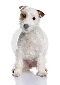 Parson Russell terrier puppy, sitting