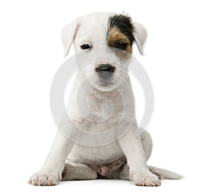 Parson Russell Terrier puppy sitting