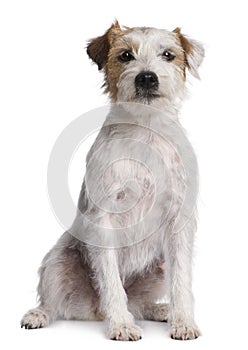 Parson Russell Terrier sitting