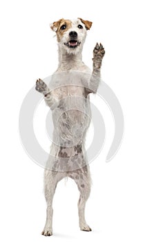 Parson Russell Terrier standing on hind legs