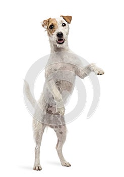 Parson Russell Terrier standing on hind legs