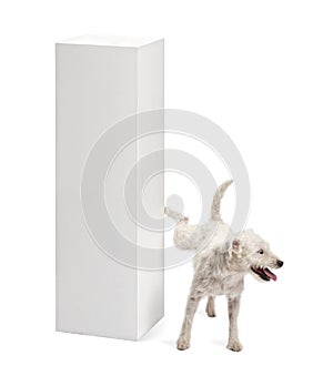 Parson Russell terrier urinating on a pedestal photo