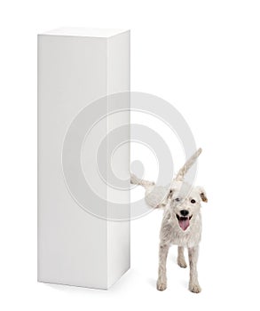 Parson Russell terrier urinating on a pedestal photo