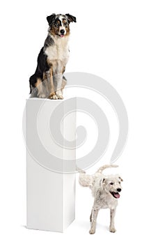 Parson Russell terrier urinating on a pedestal photo