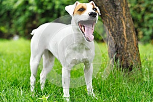 Parson Russell Terrier yawns