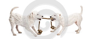 Parson Russell terriers playing with a rope