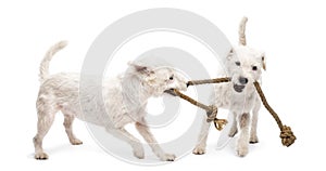 Parson Russell terriers playing with a rope