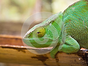 Parson's Chameleon photo