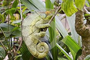 Parson's chameleon (Calumma parsonii)