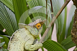 Parson's chameleon (Calumma parsonii)