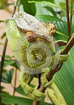 Parson's chameleon (Calumma parsonii)