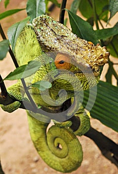 Parson's chameleon (Calumma parsonii)