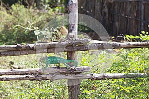 Parson's chameleon (Calumma parsonii)