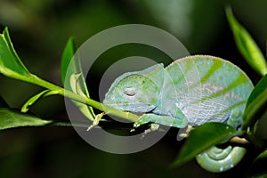 Parson`s chameleon Calumma parsonii