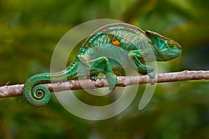 Parson\'s chameleon, Calumma parsonii, forest habitat. Exotic beautifull endemic green reptile with long photo