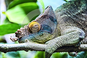 Parson`s Chameleon Calumma parsonii, Ile Ste. Marie, East Coast, Madagascar, Africa