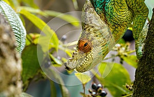 Parson`s chameleon Calumma parsonii walking down the tree, closeup detail blurred plants background