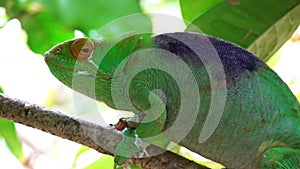 Parson`s chameleon - Calumma parsonii - walking very slowly on tree branch, rolling its eyes