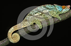 Parson`s Chameleon, chamaeleo parsonii, Adult laying on Branch