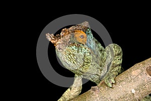 Parson`s Chameleon, chamaeleo parsonii, Adult laying on Branch