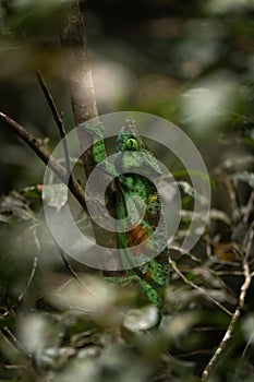 Parson\'s chameleon, calumma parsonii photo