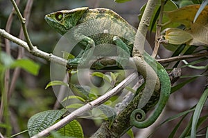Amazing colorful Chameleon Parson\'s. Madagascar. Africa photo