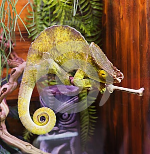 Parson`s chameleon Latin Calumma parsonii.