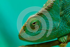 Parson`s chameleon, Madagascar Wildlife photo