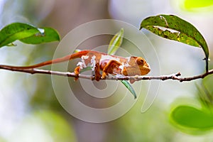 Parson`s chameleon, Madagascar Wildlife photo