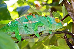 Parsons chameleon photo