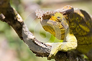 Parsons chameleon Calumma parsonii