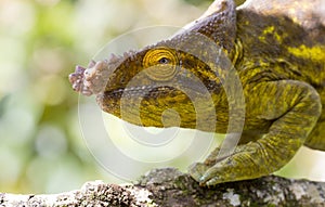 Parsons chameleon Calumma parsonii