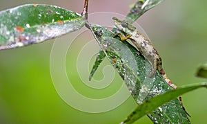 Parsons chameleon Calumma parsonii photo