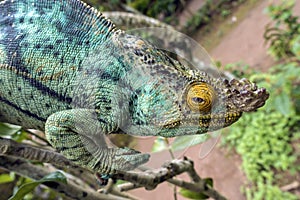 Parsons chameleon Calumma parsonii, portrait in Madagascar