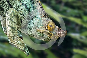 Parsons chameleon Calumma parsonii, portrait in Madagascar