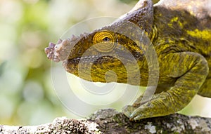 Parsons chameleon Calumma parsonii photo