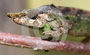 Parsons chameleon Calumma parsonii photo