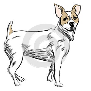 Parsons Jack Russell Terrier Dog