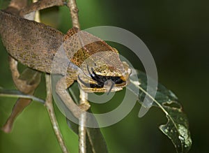 Parsons kameleon, Parson's Chameleon, Calumma parsonii