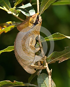 Parsons kameleon, Parson's Chameleon, Calumma parsonii