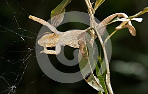 Parsons kameleon, Parson's Chameleon, Calumma parsonii