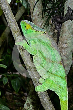 Parsonâ€™s chameleon, marozevo