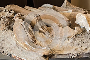 Part Ancient Old Mammoth Jaw. Archeology