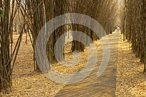 The part in bamboo forest.