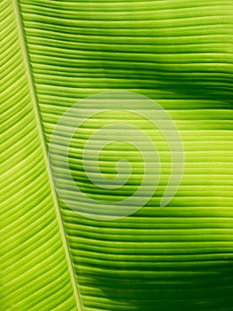 Part of banana leaf detail have hight light and shodow for background or design.